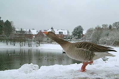 Aachener Zoo Aachener-Zoo-Gans-005